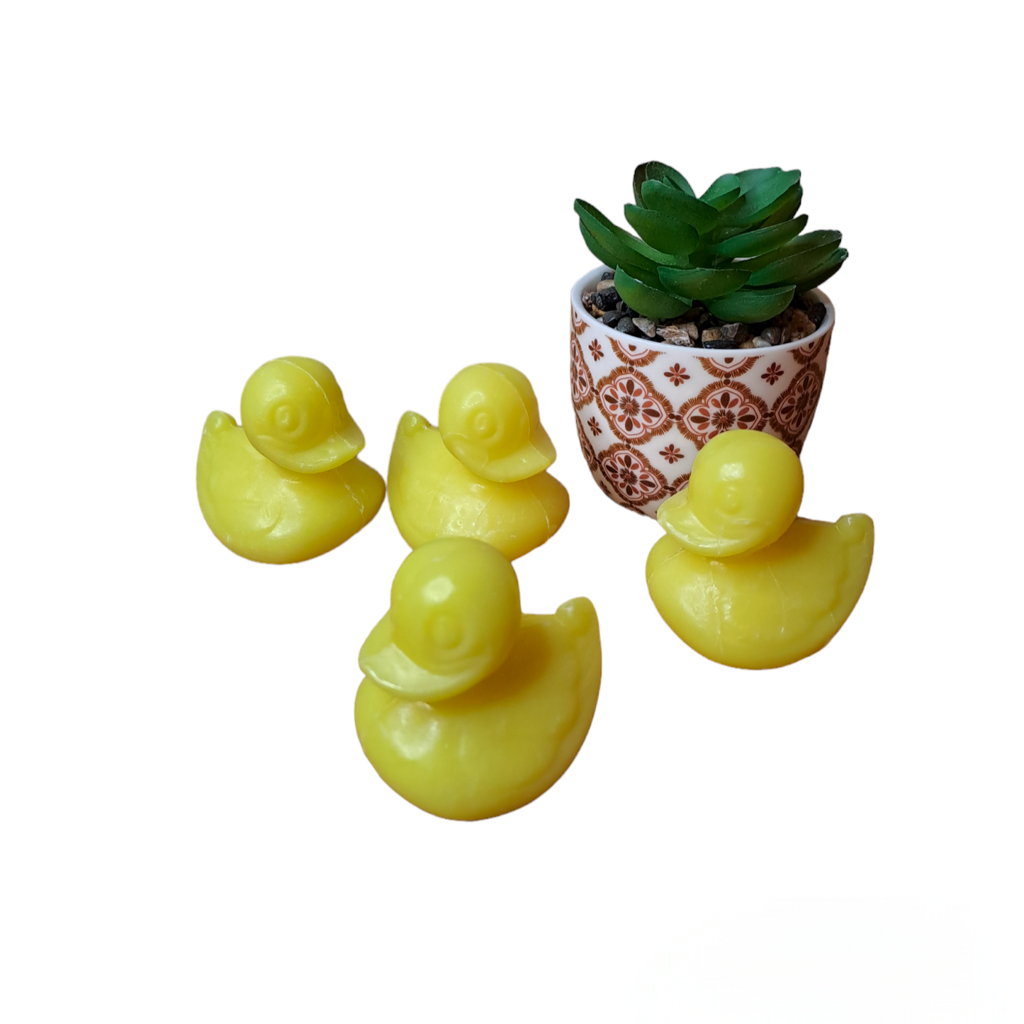 Canard POMELO
