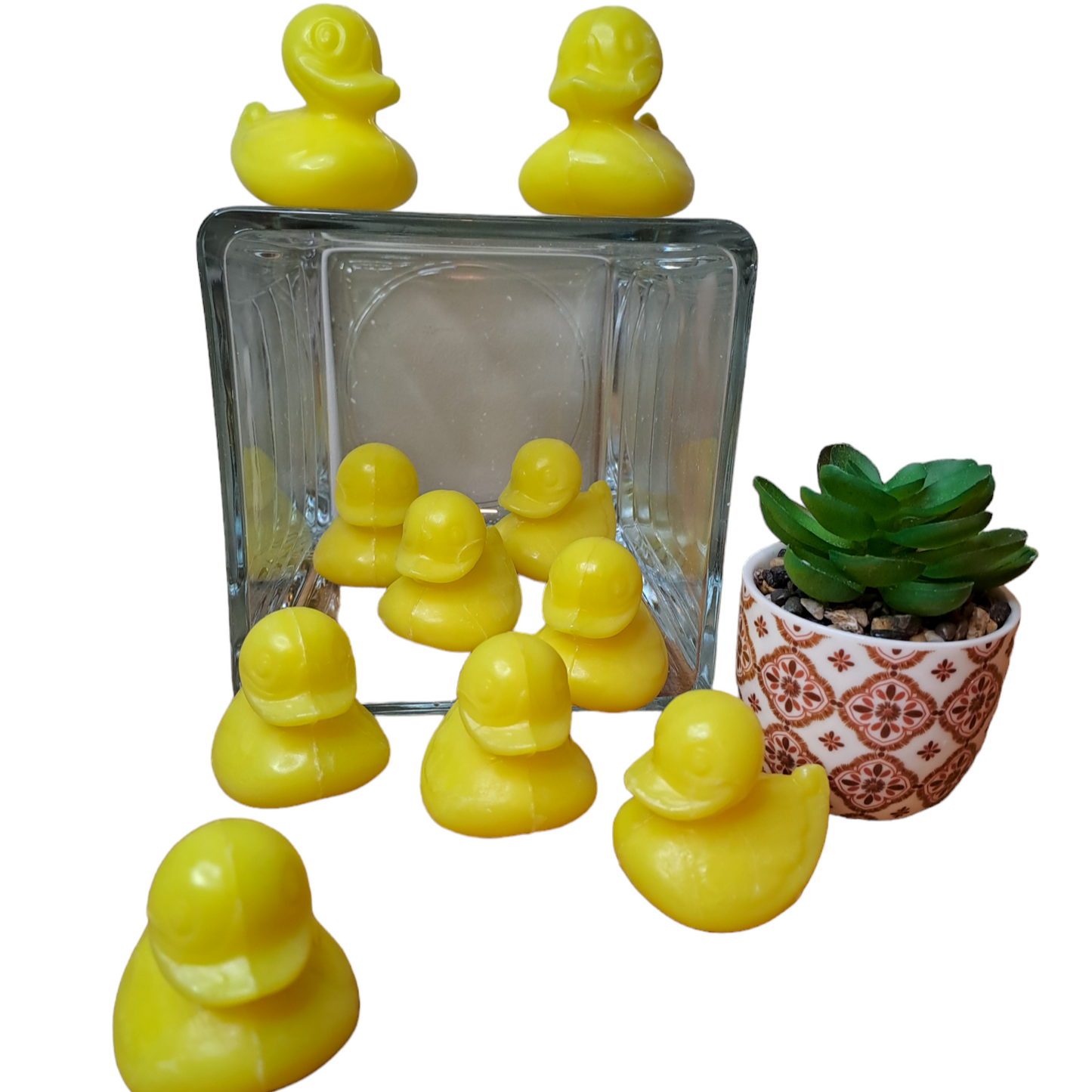 Canard POMELO