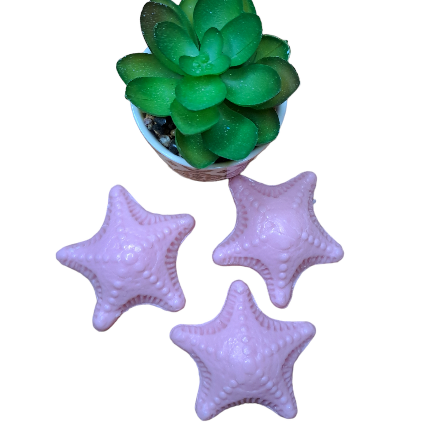 Étoile de mer ROSE