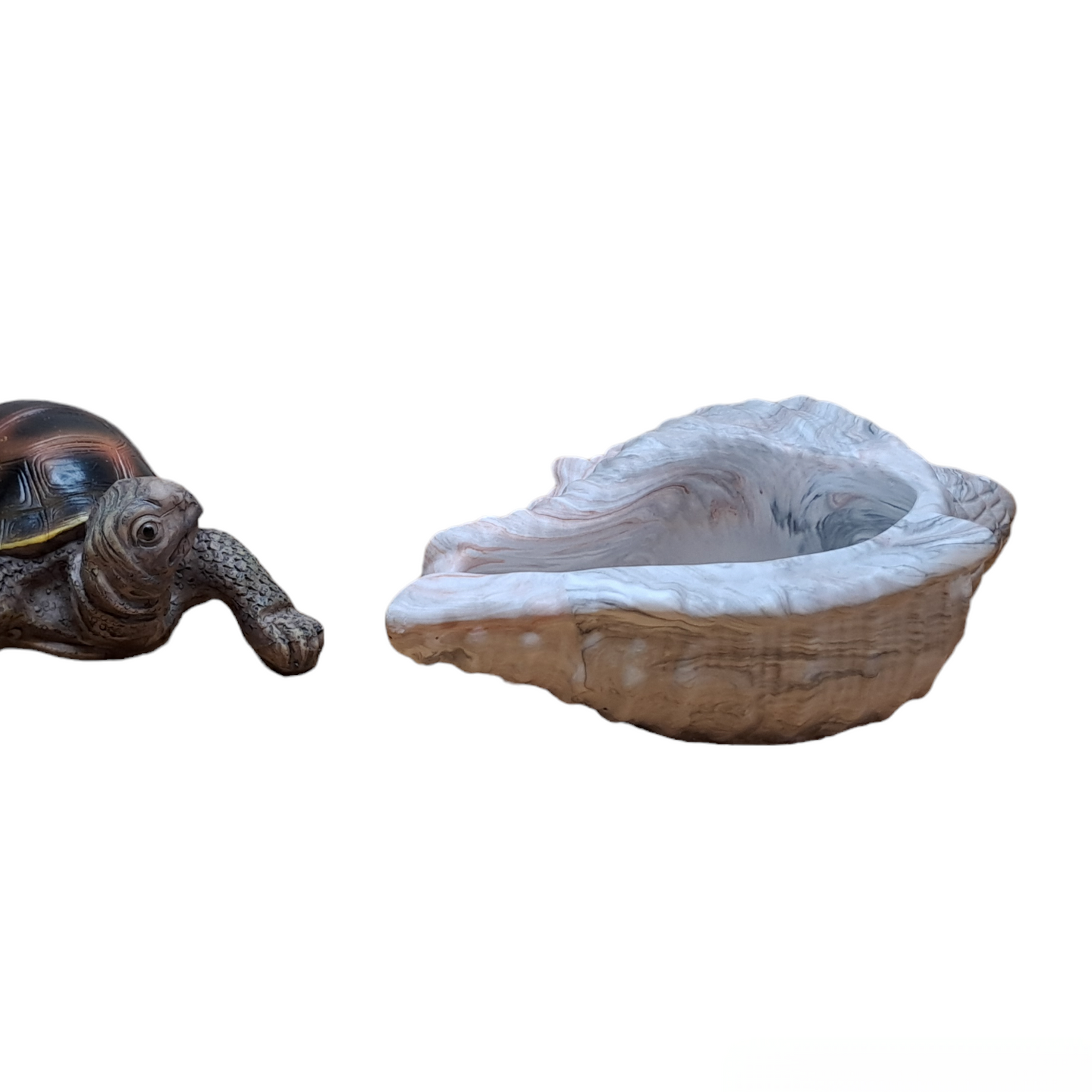 Grand coquillage CONQUE