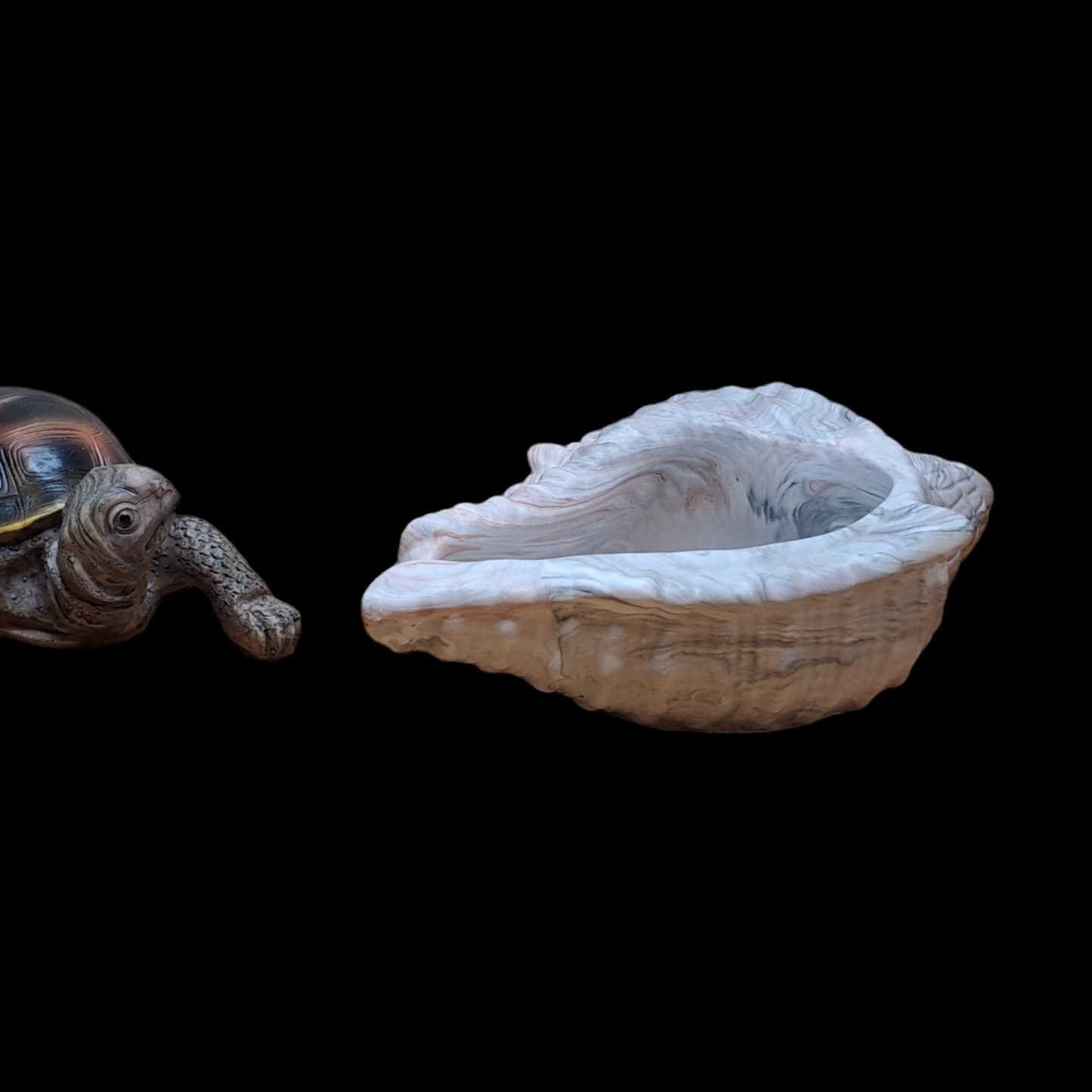 Grand coquillage CONQUE