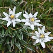 EDELWEISS ( 38 )