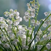 MUGUET ( 39 )