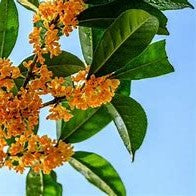 OSMANTHUS ( 33 )